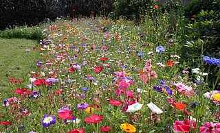 An mehreren Stellen hat der Kalletaler Bauhof Bl&uuml;hstreifen angelegt. - Anja Imig/Symbolbild