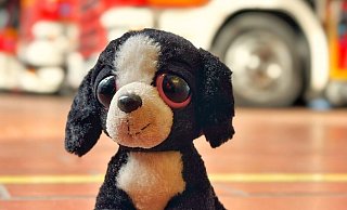 Mit großen Kulleraugen wartet "Wauwi" auf seine Besitzer. - Leon Stock / Feuerwehr Bad Salzuflen