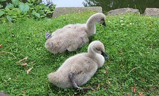 Die beiden kleinen Schw&auml;ne sind nur noch zu zweit. Das dritte Jungtier ist in der vergangenen Woche gestorben. - Jana Beckmann