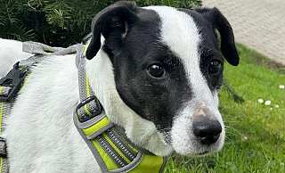Rocky hat sein Zuhause verloren und sucht nun ein neues. - Tierheim Detmold