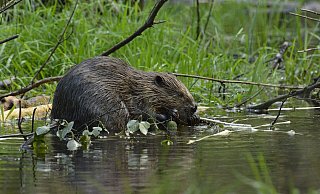 Familie Biber ist noch ziemlich kamerascheu, die Biologische Station hat tagsüber noch keinen der vier vor die Linse bekommen. Dieser Artgenosse tummelt sich anderswo im Land.  - Wald und Holz NRW