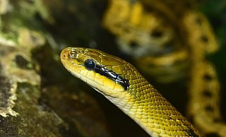 Eine Schönnatter mit ihrer schwarz-gelben Musterung. Anwohner aus Bentrup-Loßbruch hatten vor wenigen Tagen ein solches Tier in ihrem Garten entdeckt. - Symbolbild: Pixabay Eine Schönnatter mit ihrer schwarz-gelben Musterung. Anwohner aus Bentrup-Loßbruch hatten vor wenigen Tagen ein solches Tier in ihrem Garten entdeckt. - Symbolbild: Pixabay