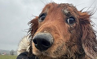 Dackel "Dasty" ist gerettet - einen Tag vor seinem zehnten Geburtstag. - Feuerwehr Horn-Bad Meinberg