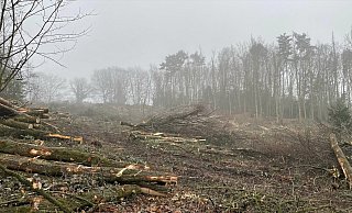 Die Rodungen auf der Kussel haben die Pivitsheider geschockt. Die Untere Landschaftsbehörde des Kreises und das Forstamt hatten sie gestoppt. In welchem Umfang Waldwirtschaft betrieben werden darf und welche Genehmigungen nötig sind, regelt das Landesforstgesetz. - Katharina Mowitz Die Rodungen auf der Kussel haben die Pivitsheider geschockt. Die Untere Landschaftsbehörde des Kreises und das Forstamt hatten sie gestoppt. In welchem Umfang Waldwirtschaft betrieben werden darf und welche Genehmigungen nötig sind, regelt das Landesforstgesetz. - Katharina Mowitz