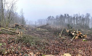 Viele Bäume sind gefallen - die Landschafts- und Waldbehörden stoppten die Fällarbeiten. - Katharina Mowitz Viele Bäume sind gefallen - die Landschafts- und Waldbehörden stoppten die Fällarbeiten. - Katharina Mowitz