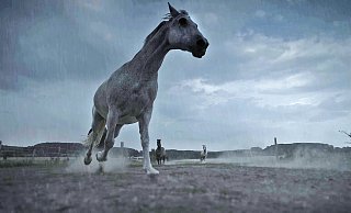 Bei Gewitter nehmen Pferde Reißaus. Für seinen Film hat Robin Jähne auch ihr Verhalten gefilmt. - Robin Jähne Bei Gewitter nehmen Pferde Reißaus. Für seinen Film hat Robin Jähne auch ihr Verhalten gefilmt. - Robin Jähne
