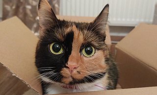 In Lügde werden insbesondere viele Fundkatzen gemeldet, wie Daniela Wendt, Fachbereichsleiterin für Ordnung und Soziales, berichtet. - Symbolbild: Michaela Weiße In Lügde werden insbesondere viele Fundkatzen gemeldet, wie Daniela Wendt, Fachbereichsleiterin für Ordnung und Soziales, berichtet. - Symbolbild: Michaela Weiße