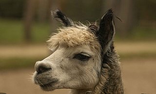 Zum Saisonstart ziehen Alpakas in den Vogelpark Heiligenkirchen ein. - Vogelpark Heiligenkirchen Zum Saisonstart ziehen Alpakas in den Vogelpark Heiligenkirchen ein. - Vogelpark Heiligenkirchen