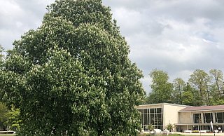 Der Baumbestand ist ein Aushängeschild des mehr als 100 Jahre alten Salzufler Kurparks. Umwelteinflüsse machen ihm allerdings zu schaffen. - Thomas Reineke