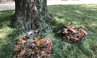 Eine der beiden Buchen im Kurpark ist von solchen Pilzkörpern befallen und muss nun gefällt werden. - Stadt Bad Salzuflen