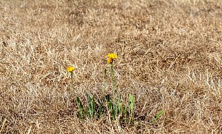 Die SPD-Fraktion schlägt vor, dass Rat und Verwaltung einen Hitzeaktionsplan für Schlangen erarbeiten. - pixabay/Myriams-Fotos