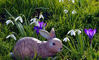 Die AWO Langenholzhausen hat ihr Frühlingsfest gefeiert. - Symbolbild Pixabay Die AWO Langenholzhausen hat ihr Frühlingsfest gefeiert. - Symbolbild Pixabay