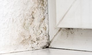 Nach dem Hochwasser kann es in vielen Häusern in Klüt zu Schimmelbelastung kommen. Bleibt diese unentdeckt, könnte das wiederum gesundheitliche Folgen für die Betroffenen haben. - Andrea Warnecke/dpa