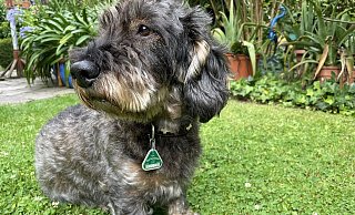 Dackelrüde Gustav trägt das Zeichen dafür, dass Frauchen für ihn brav die Hundesteuer bezahlt hat, gut sichtbar am Halsband. - Elke Niedringhaus-Haasper Dackelrüde Gustav trägt das Zeichen dafür, dass Frauchen für ihn brav die Hundesteuer bezahlt hat, gut sichtbar am Halsband. - Elke Niedringhaus-Haasper
