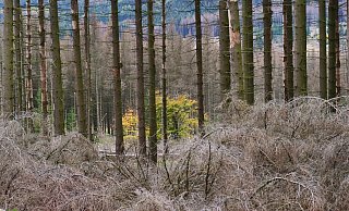 Krank, kaputt: In vielen Wäldern auch im Raum Detmold sieht es so aus. - Jörg Hagemann Krank, kaputt: In vielen Wäldern auch im Raum Detmold sieht es so aus. - Jörg Hagemann