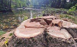 Innen verfault war die amerikanische Eiche, die mit ihren Wurzeln anscheinend auch den Zulauf zum Teich beschädigt hat. Die Fällung sei die einzige Lösung gewesen, sagt die Stadt. Foto: Marianne Schwarzer - Marianne Schwarzer