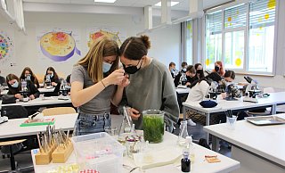 Johanna Wulfkühler und Giarda Klostermeier (rechts) untersuchen, wie schnell Räder- und Pantoffeltierchen wachsen. Die Fotos, die sie mit dem Mikroskop machen, können sie auf der weißen Wand hinter der Tafel der ganzen Klasse zeigen. - Astrid Sewing