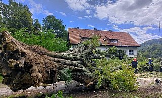 Auf dem Foto der Feuerwehr ist der m&auml;chtige Stamm der umgest&uuml;rzten Kastanie zu erkennen. - Feuerwehr Detmold/Ziemke