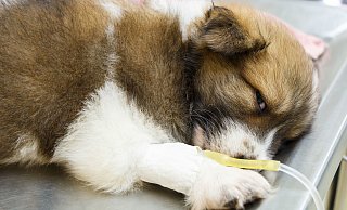 Unser Symbolfoto zeigt einen Welpen an der Infusion. Auch die in Unternienhagen bei Detmold befreiten Jungtiere brauchen Hilfe der Veterinäre. - Puwadol Jaturawutthichai/Stockdevil/Stocklib Unser Symbolfoto zeigt einen Welpen an der Infusion. Auch die in Unternienhagen bei Detmold befreiten Jungtiere brauchen Hilfe der Veterinäre. - Puwadol Jaturawutthichai/Stockdevil/Stocklib