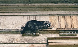 April 2023: Auf einem Fenstersims der Hochschule für Musik sitzt ein Waschbär. Er scheint nicht mehr fähig zu sein, sich eigenständig aus seiner misslichen Lage zu befreien, die Feuerwehr rückt an.  - Marco Schweiger - Feuerwehr Detmold