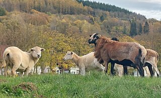 Schafrassen, die der Landschaftspflege dienen, werden von Großschlachtereien gar nicht angenommen. - Archivfoto: Michaela Weiße