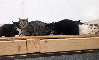 Diese verwilderten Katzen werden derzeit im Tierheim versorgt. Die Einrichtung sucht ein neues Zuhause für die scheuen Tiere, die Freiheit gewohnt sind. - Sven Kienscherf Diese verwilderten Katzen werden derzeit im Tierheim versorgt. Die Einrichtung sucht ein neues Zuhause für die scheuen Tiere, die Freiheit gewohnt sind. - Sven Kienscherf
