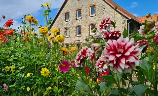 Bunte Blumen vor dem alten Bauernhaus der Familie Hieronymus. - Nadine Uphoff Bunte Blumen vor dem alten Bauernhaus der Familie Hieronymus. - Nadine Uphoff