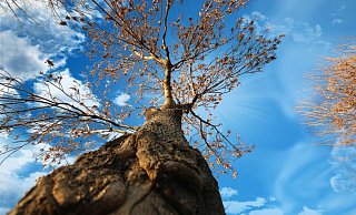 Die SPD möchte, dass für alle nicht mehr vorhandenen Bäume neue nachgepflanzt werden. - Symbolfoto: Pixabay