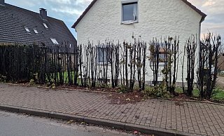 Diese Hecke in der Bergstraße ist in der Silvesternacht teilweise abgebrannt. - Nadine Uphoff