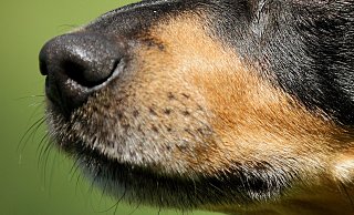Gegen die Hundespürnase hatten die Flüchtenden in Dörentrup keine Chance. - Symbolbild Pixabay Gegen die Hundespürnase hatten die Flüchtenden in Dörentrup keine Chance. - Symbolbild Pixabay