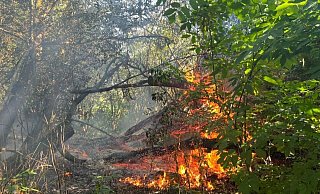 Mehre Bäume brennen im Wald. - Feuerwehr Extertal