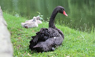 Einer der Trauerschw&auml;ne sitzt mit den beiden verbliebenen Jungtieren am Ufer des Schlossgrabens. Das dritte war vergangene Woche tot aufgefunden worden. - Jana Beckmann