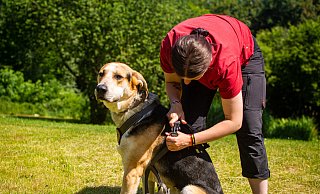 Wenn neue Besitzer ihren Tierheim-Hund in den heimischen Garten entlassen, sollte dieser dabei stets ein Geschirr oder Halsband tragen und angeleint sein. Tierpflegerin Jessica Dey zeigt das Vorgehen an Mischlingshund Bronco. - Raphael Bartling