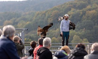 Flugshow auf der Adlerwarte: Eine Sanierung und Erneuerung des Areals ist nötig. Die Grundlagen dafür schafft aktuell ein Forschungsprojekt. Es soll ermittelt werden, ob sich ein Windpark auf der Gauseköte und die Greifvögel miteinander vertragen würden. - Torben Gocke