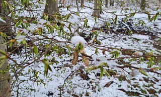 Schnee im Frühling ist zwar auch Wasser, aber die Böden sind nach wie vor zu trocken. - Marianne Schwarzer