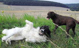 Wer mehr als einen Hund in Barntrup hat, muss künftig bei der Steuer draufzahlen. - Archivfoto: Sylvia Frevert