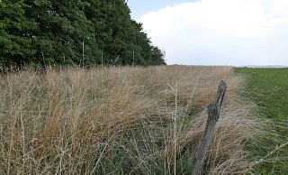 Diese Ausgleichsfläche für den Industriepark Lippe in Leopoldstal ist inzwischen gemäht. - Jost Wolf Diese Ausgleichsfläche für den Industriepark Lippe in Leopoldstal ist inzwischen gemäht. - Jost Wolf