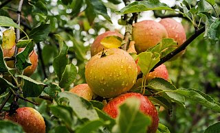 Äpfel sind gesund und gerade die älteren Sorten bieten viele Vitamine. - pixabay Äpfel sind gesund und gerade die älteren Sorten bieten viele Vitamine. - pixabay