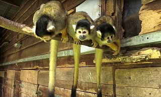 Der Betreiber des Vogelparks hat die betroffene Fläche bereits 2016 erworben. - Jannik Der Betreiber des Vogelparks hat die betroffene Fläche bereits 2016 erworben. - Jannik