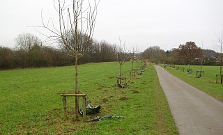 Am Viethberg und an anderen Stellen im Stadtgebiet hat es Beschädigungen an den Bäumen gegeben. - Stadt Detmold Am Viethberg und an anderen Stellen im Stadtgebiet hat es Beschädigungen an den Bäumen gegeben. - Stadt Detmold