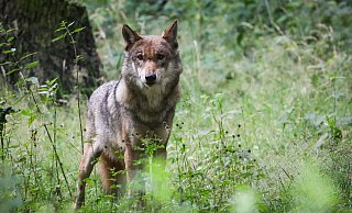 Ob ein Wolf auf einer Weide am Ortsrand von Rischenau zwei Kälber getötet hat, wird derzeit von Experten untersucht. - Christian Charisius/dpa
