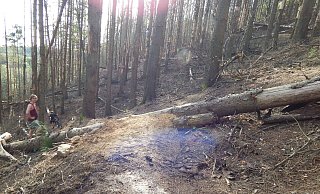 Die illegale Downhillstrecke am Tönsberg bereitet Sorgen. - Archivfoto: Gunter Held Die illegale Downhillstrecke am Tönsberg bereitet Sorgen. - Archivfoto: Gunter Held