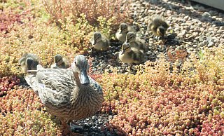 Enten bei CTS-Reisen: Ausgiebig gewatschelt wird auf dem CTS-Dach am Steinweg.  - Petra Buttler
