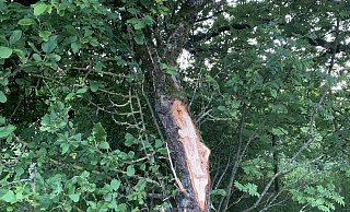 Die Sch&auml;den an den B&auml;umen sind gro&szlig;. Bauamtsleiterin Ewa Hermann und Umweltausschuss-Vorsitzender J&uuml;rgen Georgi gehen davon aus, dass mehrere B&auml;ume eingehen. Jetzt wird nach dem Verursacher gesucht. - Fotorechte: J&uuml;rgen Georgi