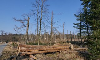 Eine städtische Waldfläche unweit der Externsteine. - Jost Wolf