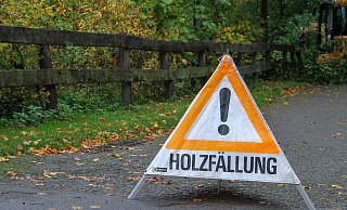 Am Büchenberg wurden Bäume gefällt. Der Landesverband soll die Waldwege wieder herrichten, fordern jetzt Bürger. Aber wie sieht das der Landesverband? - Landesverband Lippe Am Büchenberg wurden Bäume gefällt. Der Landesverband soll die Waldwege wieder herrichten, fordern jetzt Bürger. Aber wie sieht das der Landesverband? - Landesverband Lippe