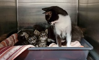 Eine Katzenfamilie hat es sich im Tierheim gemütlich gemacht. - Tierheim Detmold