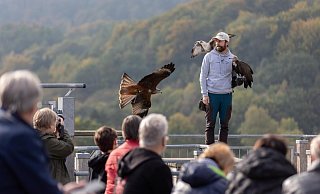 Die Adlerwarte und ihre Flugshows sind eine Attraktion in Detmold - zumindest bislang. - Stadt Detmold/Torben Gocke
