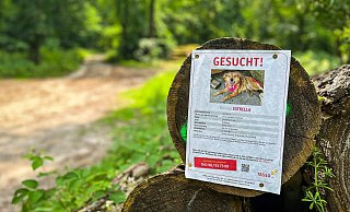 Unter anderem wurde die entlaufene Hündin in einem Waldstück zwischen Hiddesen und Augustdorf nahe der Lopshorner Allee gesichtet. Entlang der dortigen Naherholungswege haben die Tierheim-Verantwortlichen Suchplakate angebracht. - Raphael Bartling