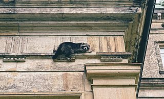 Der Waschb&auml;r war ersch&ouml;pft, aber sehr scheu. - Marco Schweiger/Feuerwehr Detmold